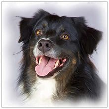 Lade das Bild in den Galerie-Viewer, Schwarzer Hund - volle Diamant-Malerei - 30x30cm