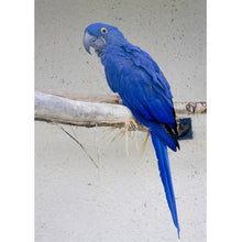 Lade das Bild in den Galerie-Viewer, Vogel - voller runder Diamant - 40x30cm
