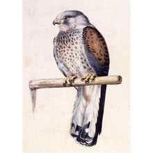 Lade das Bild in den Galerie-Viewer, Vogel - volle Diamant-Malerei - 40x30cm