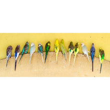 Lade das Bild in den Galerie-Viewer, Vogel - voller runder Diamant - 80x30cm