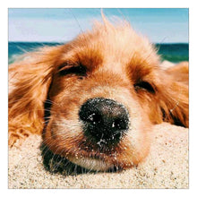 Lade das Bild in den Galerie-Viewer, Hund - volle Diamant-Malerei - 30x30cm
