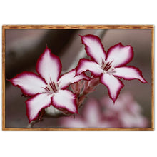 Lade das Bild in den Galerie-Viewer, Blume - voller runder Diamant - 40x30cm
