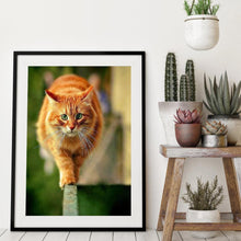 Lade das Bild in den Galerie-Viewer, Katze - volle Diamant-Malerei - 30x40cm
