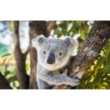 Lade das Bild in den Galerie-Viewer, Koala - volle Diamant-Malerei - 40x30cm
