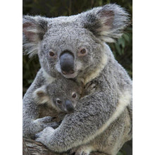 Lade das Bild in den Galerie-Viewer, Süße Koala - volle Diamant-Malerei - 30x40cm
